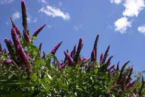 Butterfly Bush