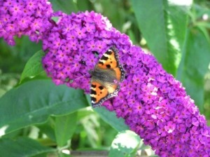 Growing a Butterfly Bush 
