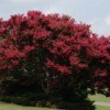 Pruning a Crepe Myrtle Tree