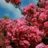 Crepe Myrtle Not Blooming
