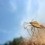 Getting Rid of Stink Bugs