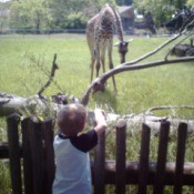 Child looking over the fence at baby giraffe.