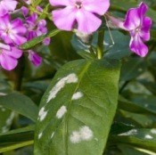 Powdery Mildew on Plants