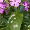 Powdery Mildew on Plants