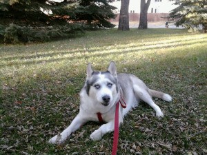 Daytona lying down on the lawn.