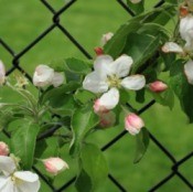 Chain Link Fence with Flowers 