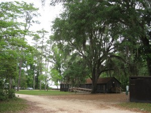Old oak tree in park.