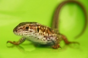 Keeping Lizards Out of the House