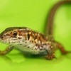 Keeping Lizards Out of the House