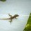 Natural Repellents for Lizards