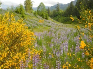 Lupine and Scotch broom in the mountains. 