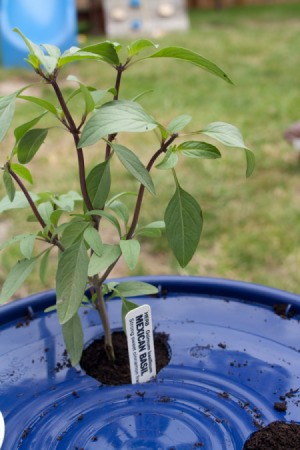 Basil Planted in Container