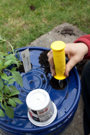 Planting Basil in Container