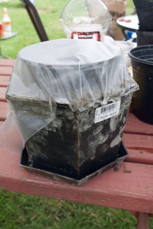 Hypertufa Planter Covered to Set-up