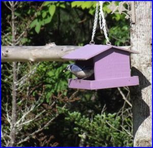 Blue Jay (Roan Mountain, TN)