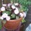 Potted Flowers For Mother's Day