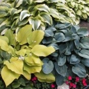 Buying and Growing Hostas