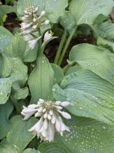 Growing Hosta