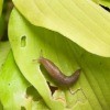 Keeping Slugs Off Hostas