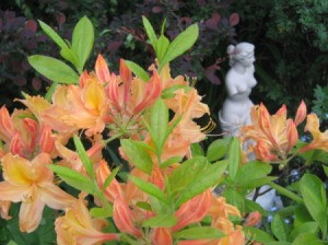 Azaleas in garden.