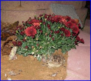 Toad under mums.