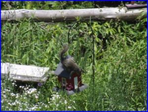 Squirrel on bird feeder.