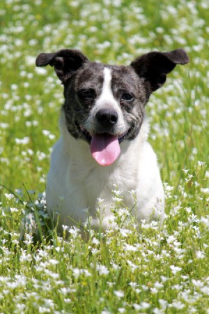 Black and white terrier in flowers. 