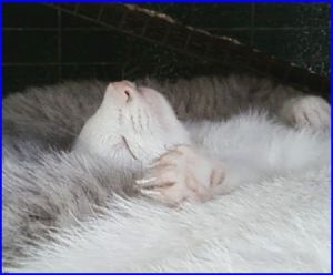 Tinker (Ferret)