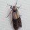 Indianmeal moth