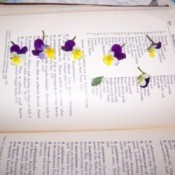 Pansies being pressed in a large book