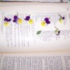 Pansies being pressed in a large book