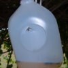 Milk Jug for Trapping Yellow Jackets