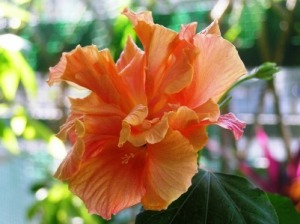 Growing Hibiscus