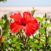 Starting a Hibiscus from a Cutting