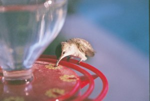 Hummingbird at feeder.