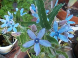 Blue star shaped flowers.