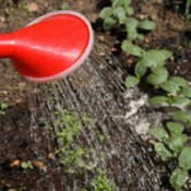 Watering Your Vegetables