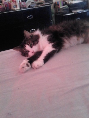 Black and white cat on floor.