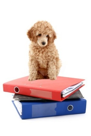 Organizing Pet Records