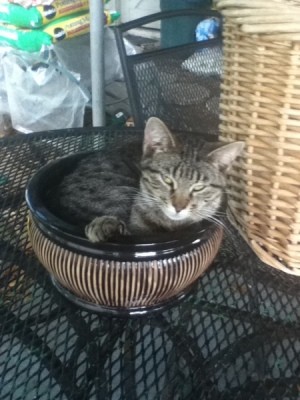 Cat in a flower pot.