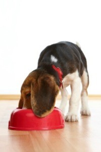 Feeding a Puppy