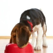 Feeding a Puppy