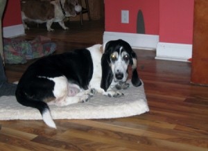 Bassett on dog pad.
