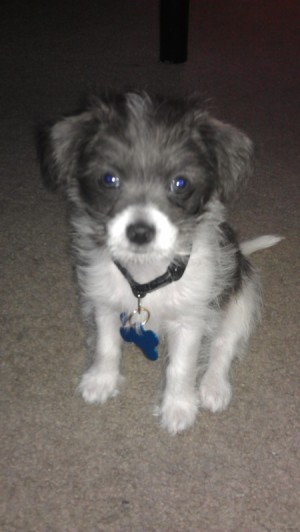 Dark gray and white wire haired puppy.