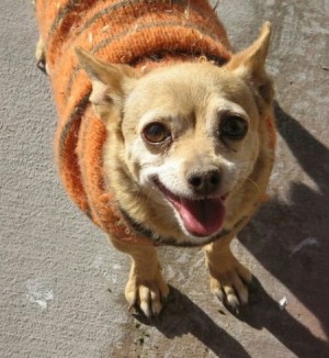 Toby (Chihuahua)