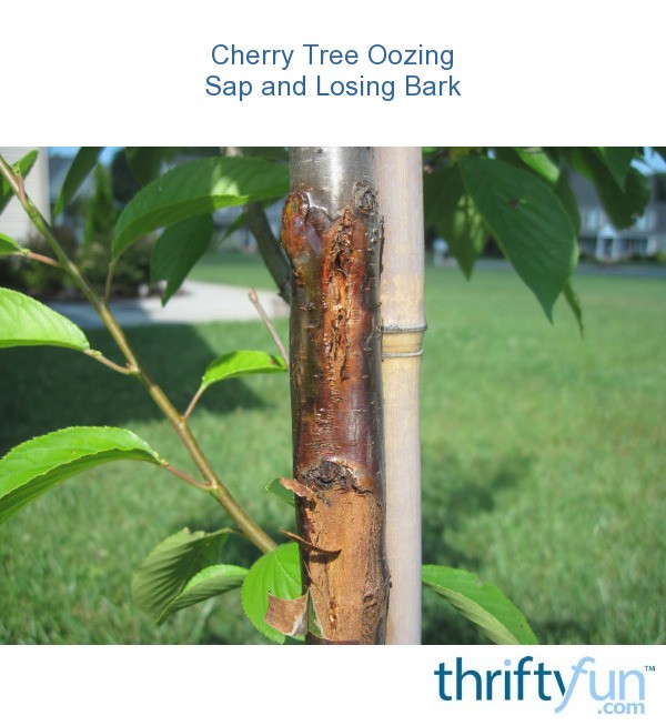 cherry tree oozing sap cherry tree oozing sap and losing bark thriftyfun cherry tree oozing sap cherry tree oozing sap and losing bark thriftyfun