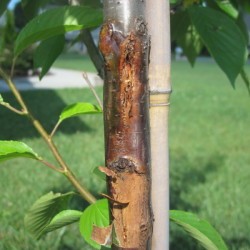 cherry tree oozing sap growing fruit trees thriftyfun cherry tree oozing sap growing fruit trees thriftyfun