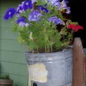 Petunias in galvanized calf feeding pail.