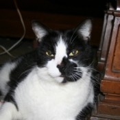 Black and white kitty.