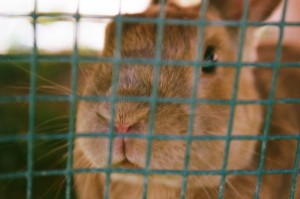 Close up of rabbit's nose.